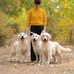 Daisy Hills Golden Retrievers - Facebook