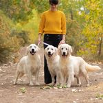 Daisy Hills Golden Retrievers - @daisyhillsgoldenretrievers - Instagram