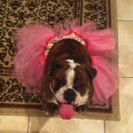 Daisy Hinson - @daisy.dog.hinson - Instagram