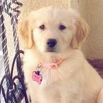 Daisy-Mae Hoffman - @mygolden_daisy - Instagram