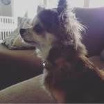 Daisy🐶 - @daisy_hunden - Instagram