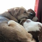 Daisy 🌼& Hurley )( - @hound.sisters - Instagram