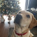 Daisy Hurst - @daisy_lou_gold_lab - Instagram