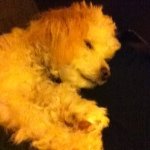 Daisy Hyde - @multipoo_love_ - Instagram