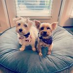 Cookie & Daisy Ingram - @ingrampups - Instagram
