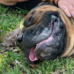 Daisy May Ingram - @daisymay_bullmastiff - Instagram