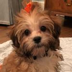 Daisy - @daisyinmanhattan - Instagram