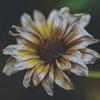 daisy - @daisyirani25 - TikTok