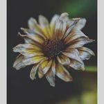 daisy Irani - @daisyirani909 - Instagram