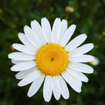 Daisy Islam - Facebook