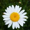 daisy Islam - @daisyislam92 - TikTok