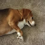 Daisy Ivey - @beagle_brat - Instagram