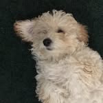 Daisy The Maltipoo - @daisyivey - Instagram