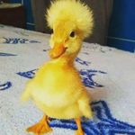 Daisy Jaimes - @daisy.jaimes.585 - Instagram
