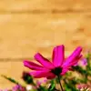 Daisy Javier - @daisy.javier - TikTok