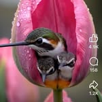 Daisy Jeffries - @sheepsville - Instagram