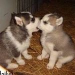 Daisy Jenkins - @animallovers.co.uk - Instagram