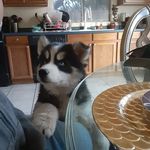 Brandon Mora - @daisy.joaquin2020 - Instagram