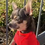 Joaquin Loves Daisy - @joaquin.and.daisy - Instagram