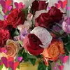 Daisy Joe - @daisy.joe7 - TikTok