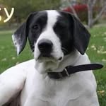 Daisy Joe the Dog - @daisyjoedog - Instagram