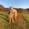 Daisy💕💕🐴 - @daisyjohns14 - TikTok