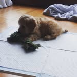 Farrah Forrester - @daisy._.bell._.jordan - Instagram
