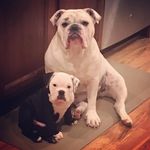Daisy & Jorge - @the_bulldogs_of_innisbrook - Instagram