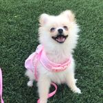 Daisy Jorge - @daisypom1.29 - Instagram