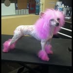 Daisy Joyner - @pinuppupssalon - Instagram