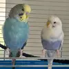 💙 Kaiser & Daisy 🤍 - @kaiser.daisy - TikTok