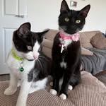 Daisy & Kaiser 🖤🤍🐾 - @the_tuxedo_two - Instagram