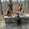 Daisy, Fallon, and Kaiser - @shepherd.ventures1 - TikTok