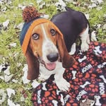 Daisy May Kaiser - @daisymay_basset - Instagram