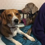 Kaiser Bear & Maisy Daisy - @kaiserbear_maisydaisy - Instagram