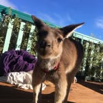 Fiona9 - @daisykangaroo9 - Instagram