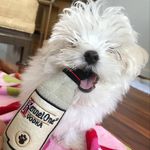Daisy Kato 🌼 - @daisyy_themaltese - Instagram