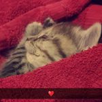 @daisy.die.katze - Instagram