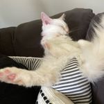 Daisy - @dais.ykatz - Instagram