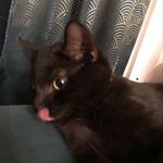 Daisy - @daisy.die._.katze - Instagram