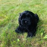 Daisy - @daisy_the_doggo_katz - Instagram