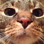 Daisy - @daisykatze - Instagram