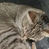 Daisy - @katzedaisy - TikTok