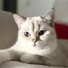 Daisy🐈 - @katzedaisyy - TikTok