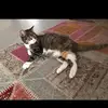 Jona•❤️ - @daisykatze13 - TikTok