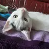 katzedaisy1 - @katzedaisy1 - TikTok