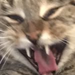 Daisy Kemp - @thisaccountisownedbyacat - Instagram