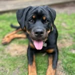 Daisy kemp - @daisy_the_rottie2024 - Instagram
