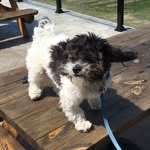 Daisy "Baby Einstein" Kenny - @daisy_the_adventure_pup - Instagram