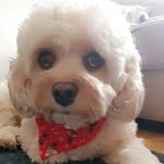 Daisy Kenny - @daisythecavvy - Instagram